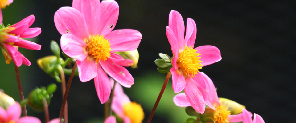 blumen