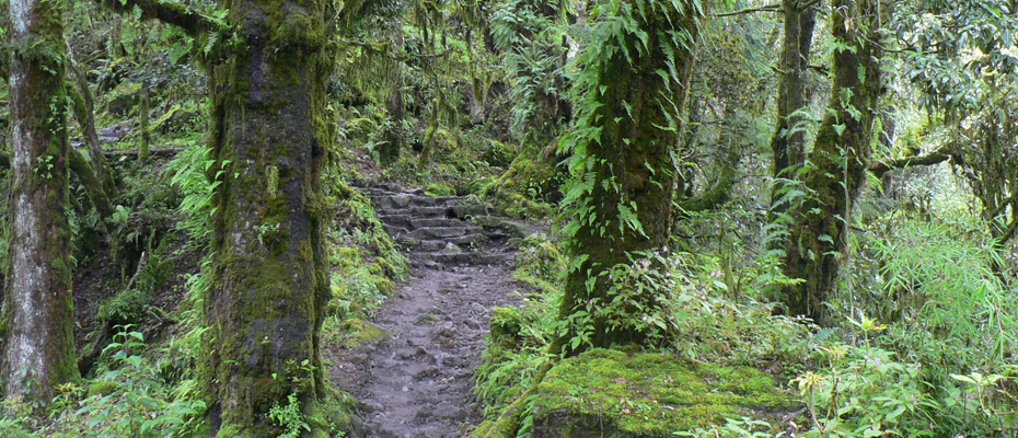 wald4