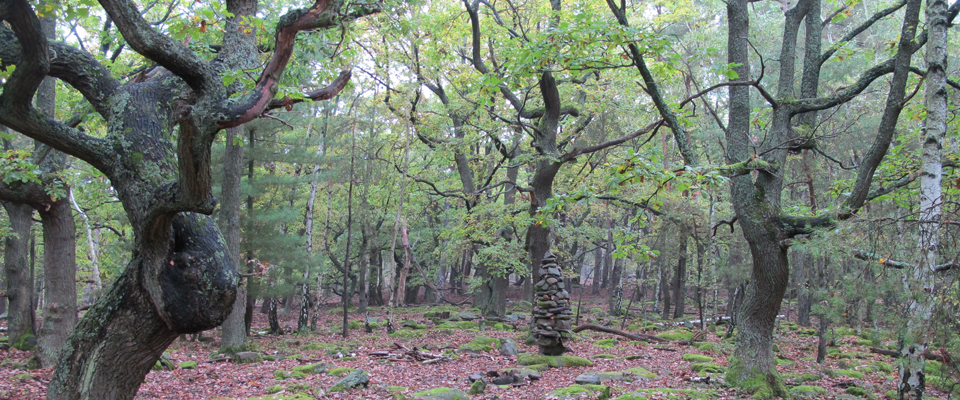 wald7
